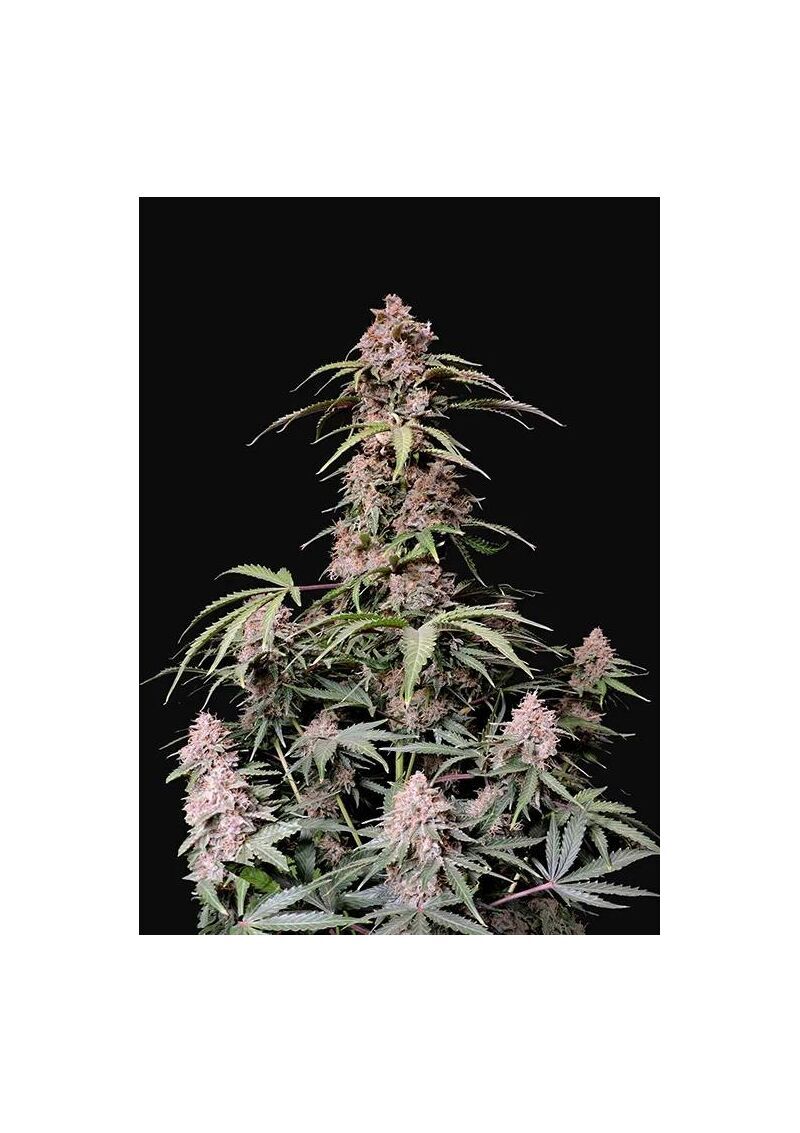 Amnesia Zkittlez Auto, Фасовка: 1, изображение 9